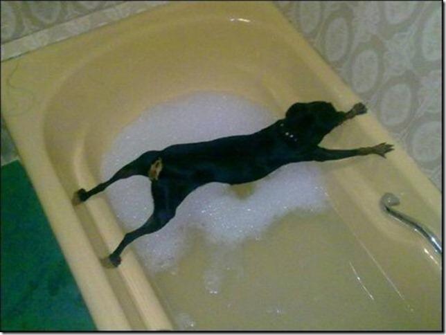 dogbath